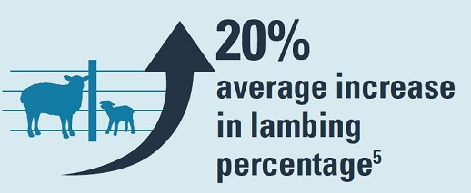 Androvax plus can increase average lambing percentage by 20%