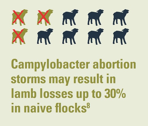 Campylobacter may result in lamb losses up to 30% in naive flocks