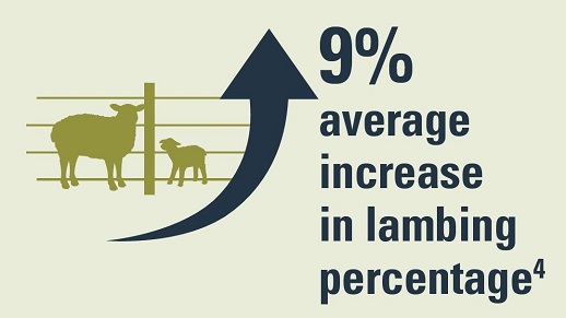 Campyvax4 vaccine increases lambing percentage by an average of 9%