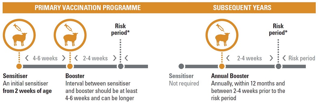 Recommended vaccination programme for Covexin 10