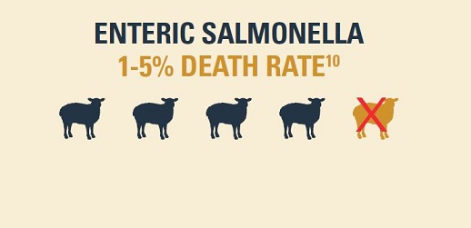 Enteric Salmonella has a 1-5% death rate
