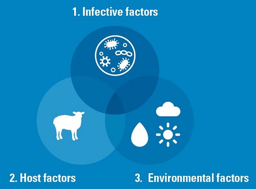 Footrot occurs due to a combination of  Infective, Host and Environmental factors