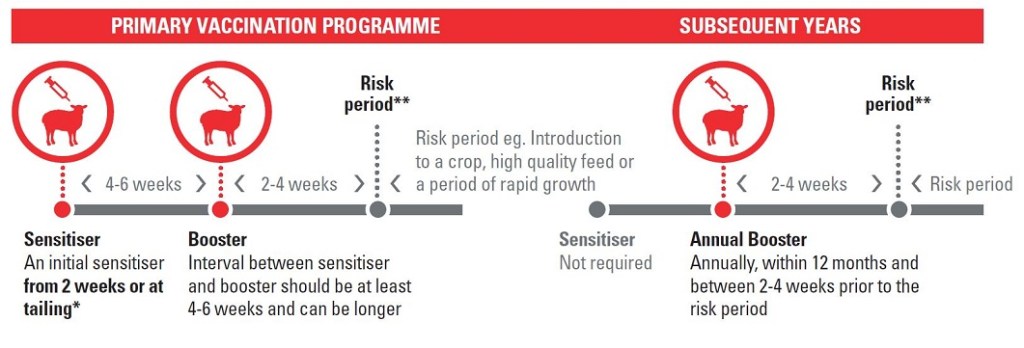 Recommended vaccination programme for Multine clostridial vaccines