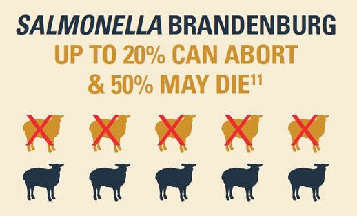 In Sheep with Salmonella Brandenburg  upto 20% can abort and 50% may die