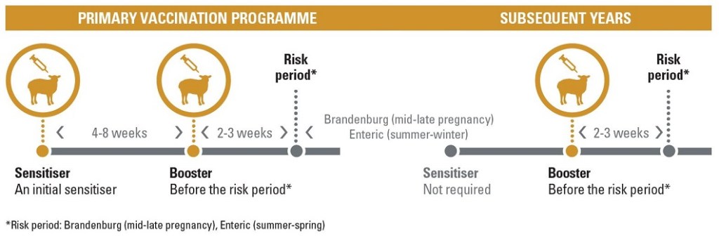 Salvexin+B salmonella vaccine recommended vaccination programme