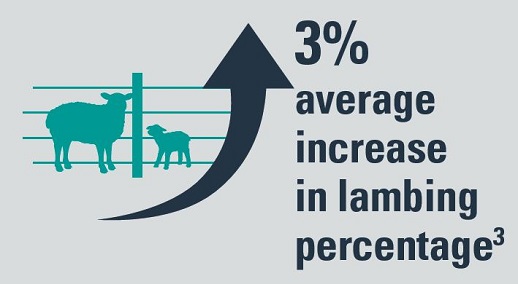 Toxovax delivers 3% average increase in lambing percentage