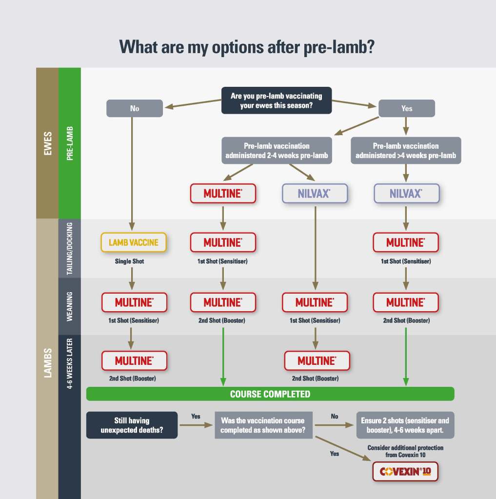 Decision tree to help guide you on what clostridial vaccine to use after lambing