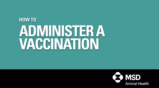 Video showing how to administer a vaccination i  sheep and cattle
