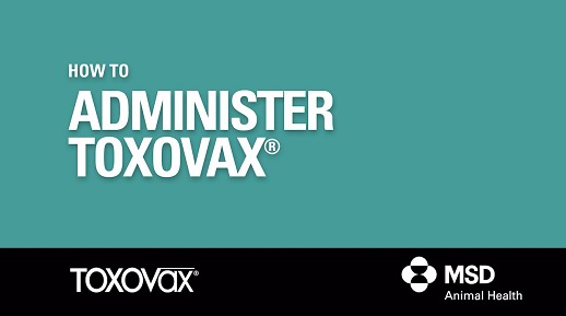 Video shows how to administer Toxovax to protect against Toxoplasmosis