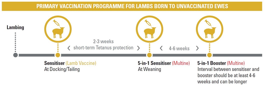 Recommended vaccination programme for Lamb Vaccine