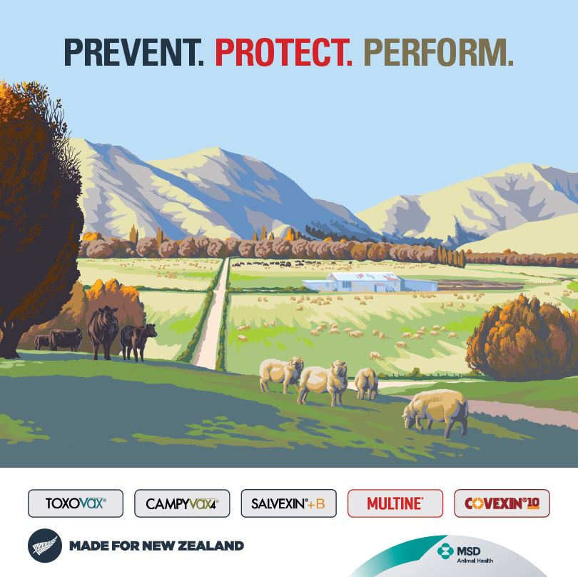 MSD has a range of NZ sheep vaccines to protect your stock from common diseases 