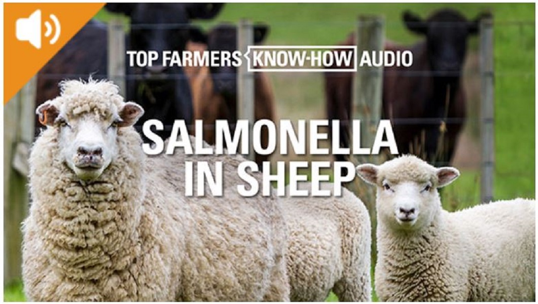Vets share their experience about Salmonella in sheep on the Top Farmers Know-How podcast