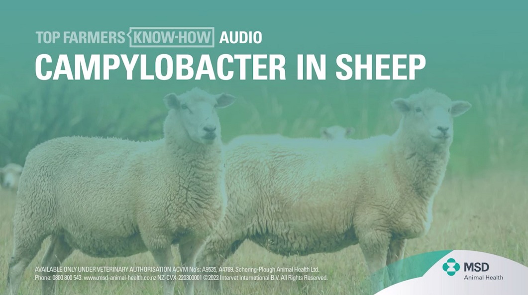 Top Farmers Know-How podcast about Campylobacter in Sheep