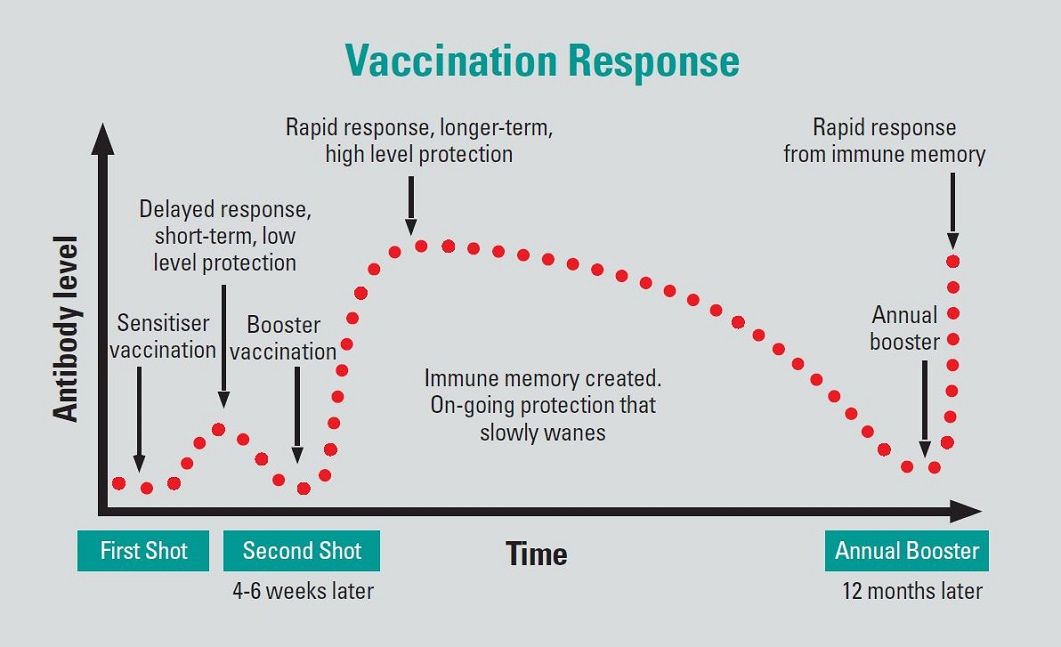 Diagram showing how antibody levels change following sesnitiser, booster and then annual booster vaccinations