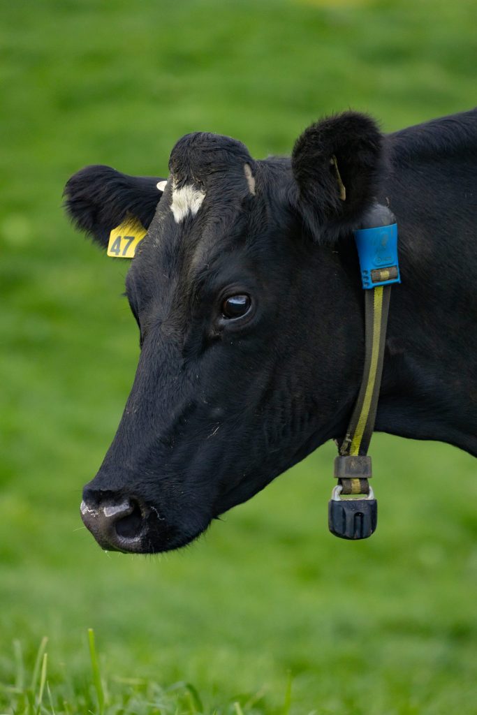 cow with sensehub monitoring cow collars